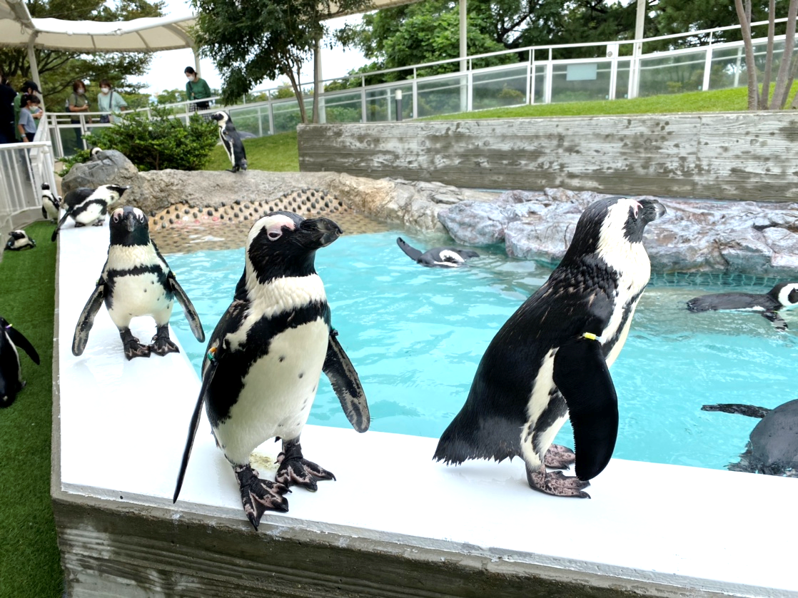 間近で見られるペンギンの丘